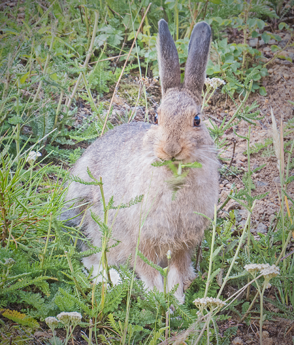 Snowshoe Hare 1.jpg